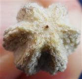  Fruit (Endocarp)